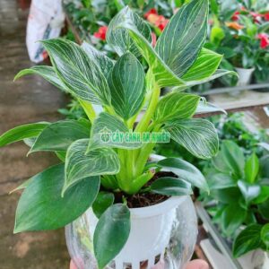 cay-trau-ba-kim-cuong-thuy-canh-4