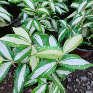 Cây Trúc Nữ Hoàng Sọc Trắng cay-truc-nu-hoang-1