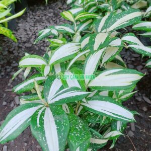Cây Trúc Nữ Hoàng Sọc Trắng cay-truc-nu-hoang-3