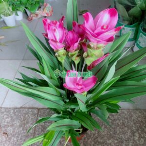 cay-tulip-thai-lan-3
