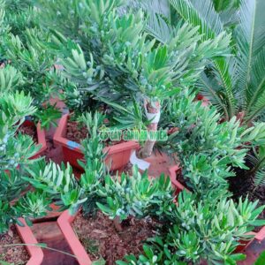 cay-tung-kim-cuong-bonsai 50cm-2