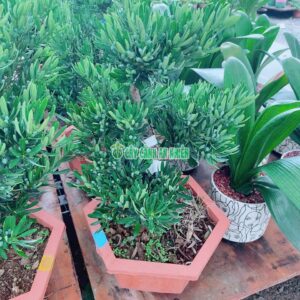 cay-tung-kim-cuong-bonsai 50cm-4