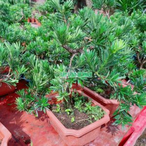 cay-van-nien-tung-bonsai 40cm-1