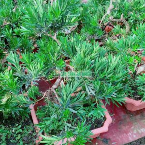 cay-van-nien-tung-bonsai 40cm-3