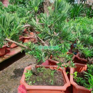 cay-van-nien-tung-bonsai 40cm-5