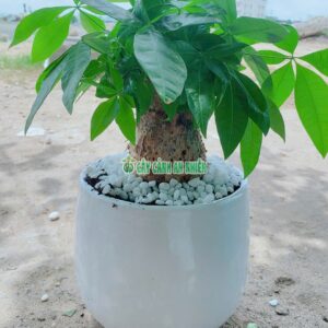 chau-cay-kim-ngan-50cm-5