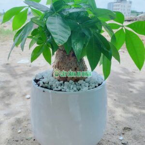 chau-cay-kim-ngan-50cm-6
