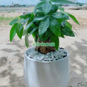 chau-cay-kim-ngan-50cm-7
