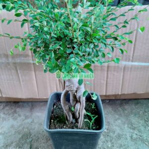 du-bonsai-2