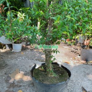 mai-chieu-thuy-bonsai-50cm-3