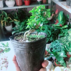 sam-huong-bonsai-1