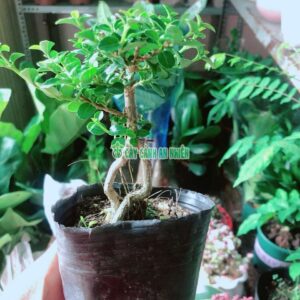 sam-huong-bonsai-2