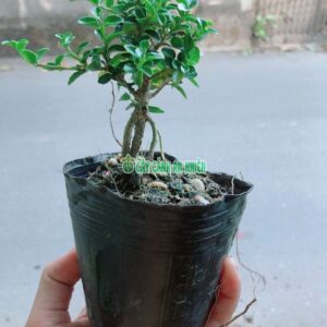 sam-huong-bonsai-3