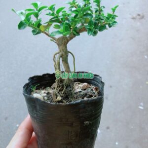 sam-huong-bonsai-4