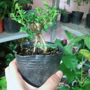 sam-huong-bonsai-5