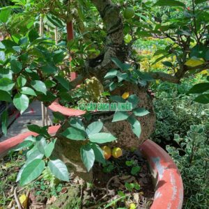 sung-bonsai-1m6-1