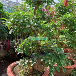 sung-bonsai-1m6-3