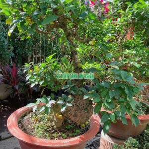 sung-bonsai-1m6-4