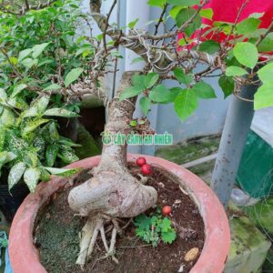 sung-bonsai-50cm-4