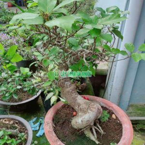 sung-bonsai-50cm-5