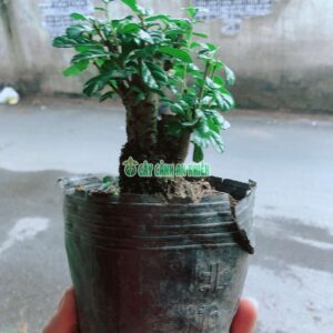 tra-phuc-kieng-2