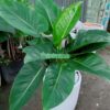 trau-ba-de-vuong-xanh-lon-1