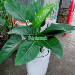 Chậu Trầu Bà Đế Vương Xanh Cao 1m trau-ba-de-vuong-xanh-lon-3