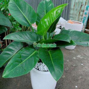 Chậu Trầu Bà Đế Vương Xanh Cao 1m trau-ba-de-vuong-xanh-lon-4