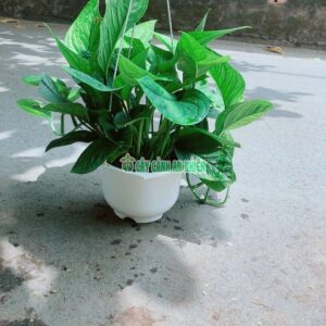 trau-ba-hanh-phuc-3