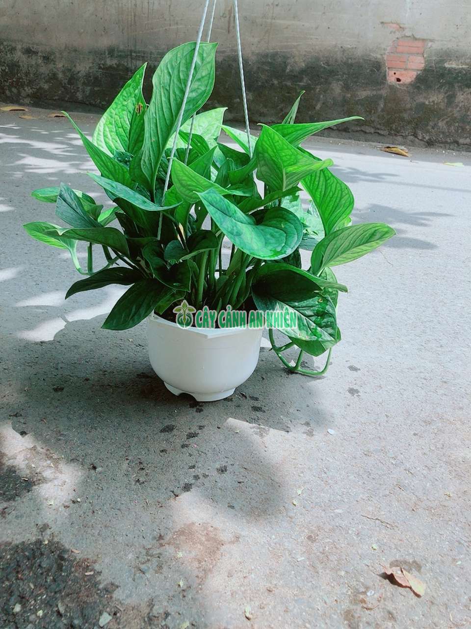 trau-ba-hanh-phuc-3 trau-ba-hanh-phuc-3