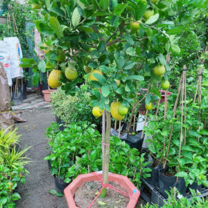 Cây Chanh Mỹ 1 Cốt Cao 2m5