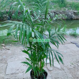 Cây Cau Hawai Cao 1-1M6 cay-cau-hawai-4