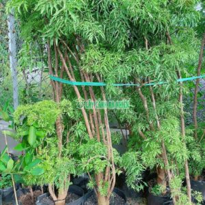 cay-dinh-lang-lon-1