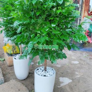 cay-hanh-phuc-mot-than-2