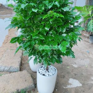 cay-hanh-phuc-mot-than-5