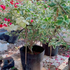 Cây Hoa Giấy Cẩm Thạch cay-hoa-giay-cam-thach-1