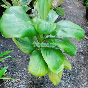 cay-huyet-du-la-xanh-3