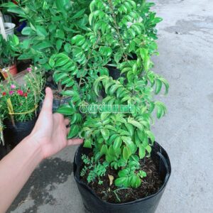 Cây Khế Chua cay-khe-chua-1