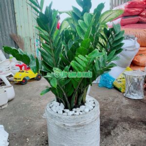cay-kim-tien-4