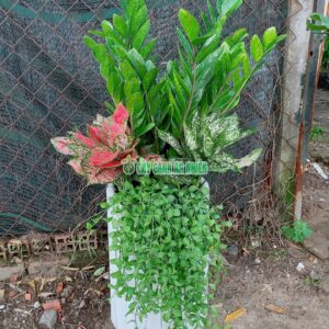 cay-kim-tien-khai-truong-2