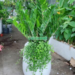 cay-kim-tien-khai-truong-4