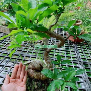 cay-loc-vung-bonsai-cao-40cm-2