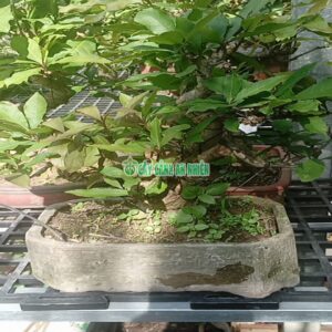 cay-loc-vung-bonsai-cao-40cm-4