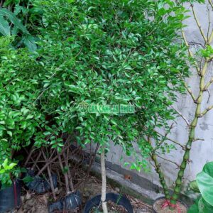 cay-nguyet-que-mot-cot-1m4-2