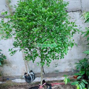 cay-nguyet-que-mot-cot-1m4-3