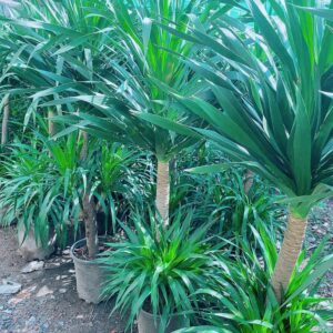 Cây Phát Tài Núi 2 Tầng Cao 1m3-2m cay-phat-tai-nui-3