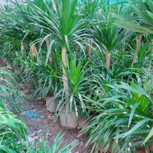 Cây Phát Tài Núi 2 Tầng Cao 1m3-2m cay-phat-tai-nui-4