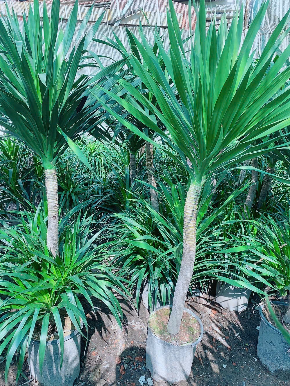 cay-phat-tai-nui-6 cay-phat-tai-nui-6