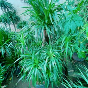 cay-phat-tai-nui-lon-4