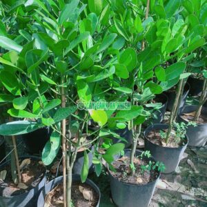 cay-phuc-1